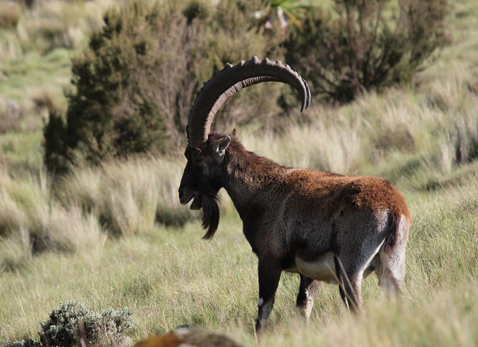 エチオピアの山。シミエン国立公園の動物たちブログ野口健公式ウェブサイト