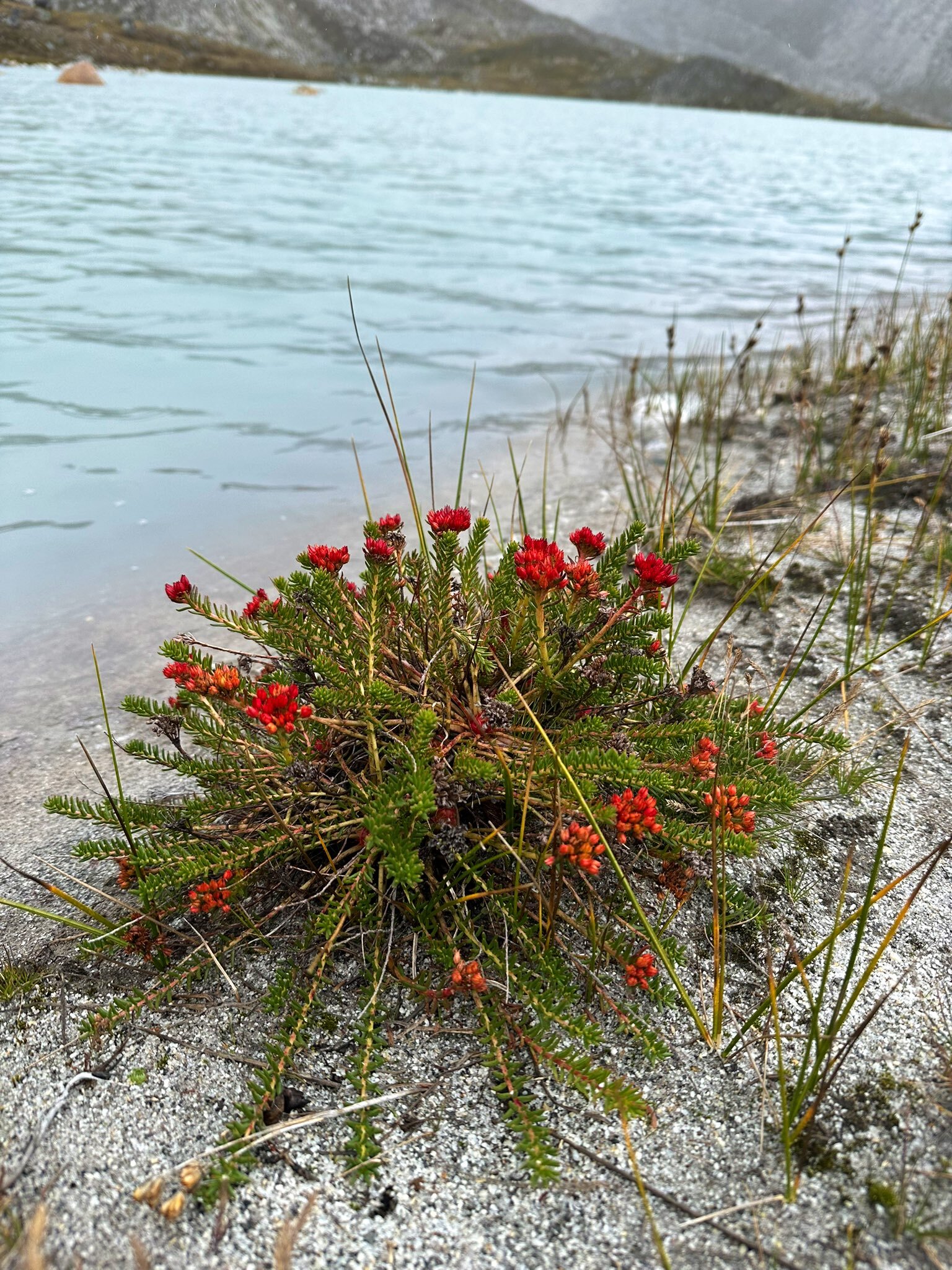 ヒマラヤ遠征、エーデルワイス