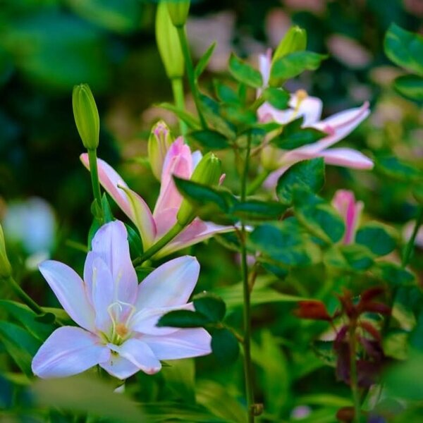 503601156_18394006411139672_2276757287673116023_n (1).jpg