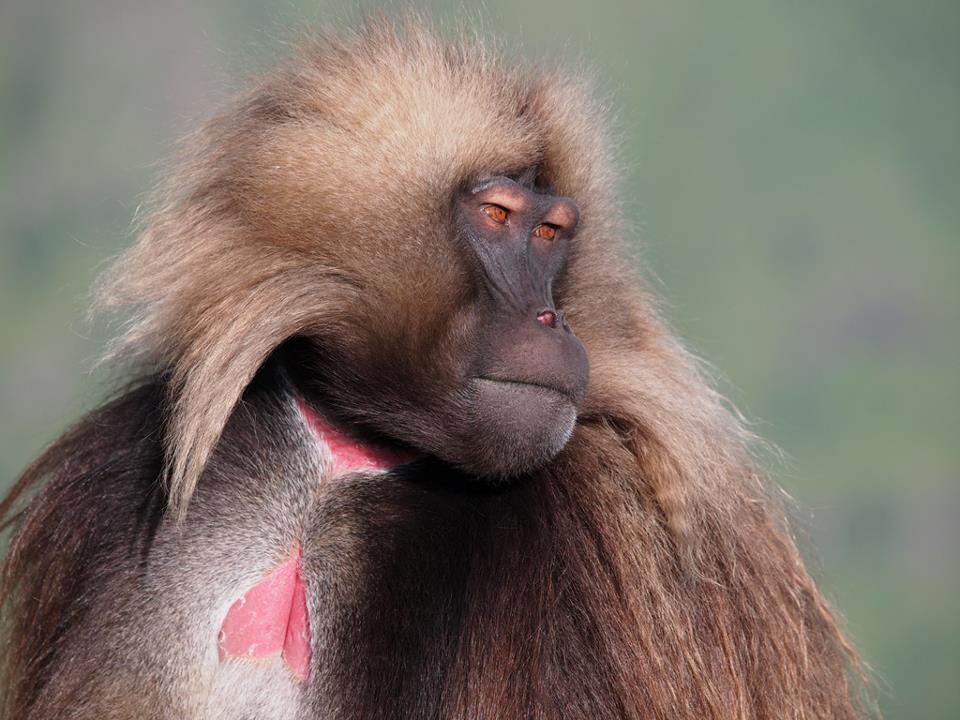 エチオピアの山。シミエン国立公園の動物たち|ブログ|野口健公式ウェブ