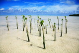 昨年、植えられたマングローブ