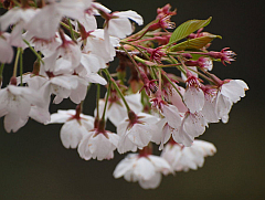 �G�x���X�g������ʐ^�W